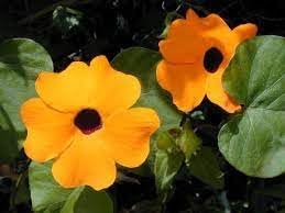 Organic Heirloom Non-GMO Thunbergia Seeds for Planting – Climbing Vine Blooms