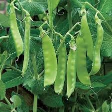 Pea Seeds for Planting, 100 Pcs pcs