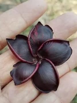 Frangipani Flower Seeds Black for Planting - NON GMO Seeds