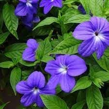 Heirloom Browallia Flower Seeds – Non-GMO Seeds for Colorful Garden Planting