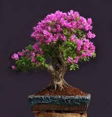 Lagerstroemia Indica Crape Flower Seeds for Planting Hierloom Flower Seeds - Indica for planting in home garden