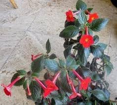 Heirloom Non-GMO Achimenantha Flower Seeds for Planting – Rare Tropical Blooms for Indoor and Shaded Gardens