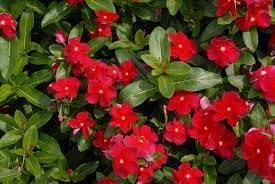 Organic Heirloom Catharanthus Flower Seeds for Planting – Non-GMO