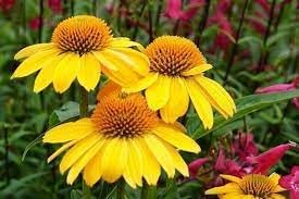 Heirloom Non-GMO Yellow Coneflower Seeds – Vibrant Pollinator Blooms for Garden Planting