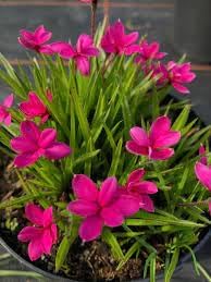 Rhodohypoxis Flower Seeds for Garden - NON GMO Seeds