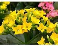 Heirloom Non-GMO Kalanchoe Flower Seeds for Planting – Fresh Succulent Blooms for Indoor Gardens