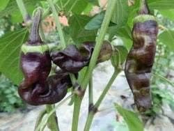 Black Chili Seeds for Planting - 100 Pcs pcs