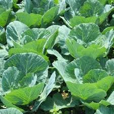 VATES Collards Seeds for Planting - heirloom & Non-GMO Seeds