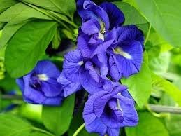 Heirloom Non-GMO Clitoria Ternatea Flower Seeds for Planting – Blooms for Herbal and Vertical Gardens