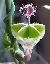 Ceropegia Flower Seeds for Planting - 100 pcs