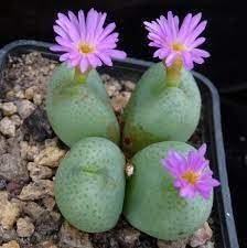 Conophytum Plant Seeds for Garden Planting - 100 pcs