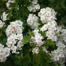 Monogyna Flower Seeds for Planting - 100 pcs