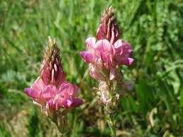 Sainfoin Flower Seeds for Planting - 100 Pcs pcs