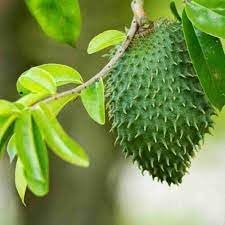 Soursop Annona muricata seeds for tropical garden