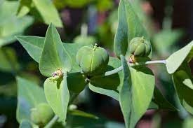 Lathyris Seeds for Planting – Organic, Heirloom, Non-GMO Flower Seeds