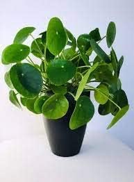 Peperomioides Plant Seeds for Planting - 100 Pcs pcs