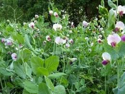 Pisum Sativum Flower Seeds for Planting, 100 pcs