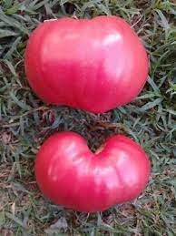 Tomato Seeds for Planting - 100 Pcs pcs