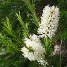 Melaleuca Flower Seeds for Planting - 100 Pcs pcs