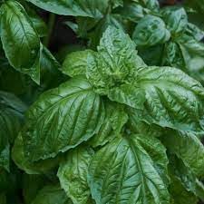 Basil Seeds for Planting - 100 Pcs pcs