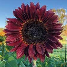 Sunflower Plant Seeds Heirloom Non GMO Planting - 100 pcs
