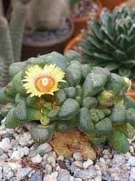 Succulent Flower Seeds Heirloom Non GMO Planting - 100 pcs