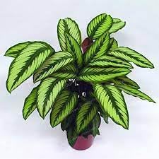 Futaba Calathea Foliage Plant Seeds for Planting - Heirloom & Non-GMO Seeds