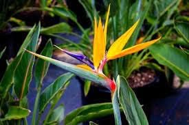 Violet Yellow Strelitzia Flower Seeds for Planting, NON GMO Seeds