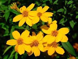 Lemmonii Flower Seeds for Planting - 100 pcs