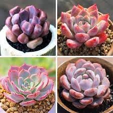 Echeveria Flowering Seeds for Planting - NON GMO Seeds