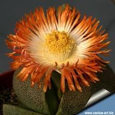 Pleiospilos Nelii Flower Seeds for Planting - NON GMO Seeds
