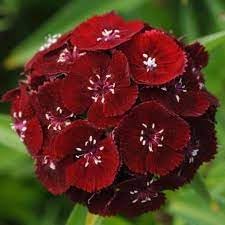 Heirloom Non-GMO Dianthus Flower Seeds for Planting – Fragrant Colorful Garden Blooms