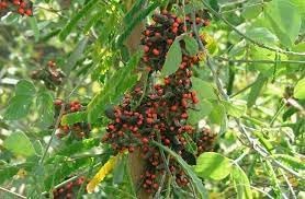 Pea Rosary Plant Seeds for Planting heirloom & Non-GMO Seeds