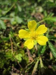 Tormentil Flower Seeds for Planting - 100 pcs