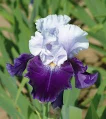 Iris Flower Seeds for Planting - NON GMO Seeds