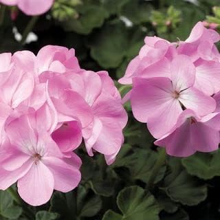 Light Pink Geraniums Heirloom Non-GMO Seeds for Planting