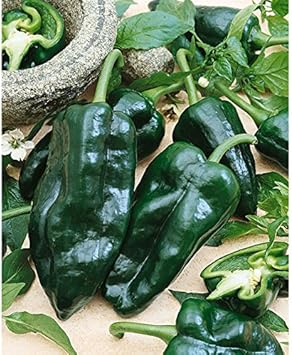 Green Ancho Poblano Seeds for Planting - 100 Pcs pcs