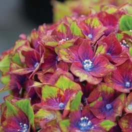 Green & Red Hydrangea Flower Seeds - 100 pcs