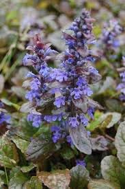 Ajuga Reptans Flower Seeds for Garden - NON GMO Seeds