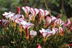 Candy Cane Sorrel Flower Seeds for Planting NON GMO Seeds