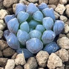 Haworthia Plant Seeds for Planting - NON GMO Seeds