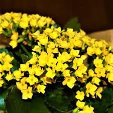 Heirloom Non-GMO Kalanchoe Flower Seeds for Planting – Fresh Succulent Blooms for Indoor Gardens for planting in your garden.