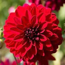 Dahlia Flowers Seeds Heirloom Non GMO Planting - 100 pcs