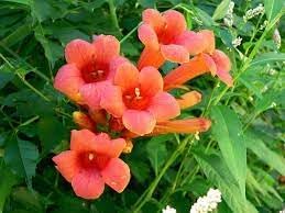 Enredadera Trompetan Flower Seeds for Planting - 100 pcs