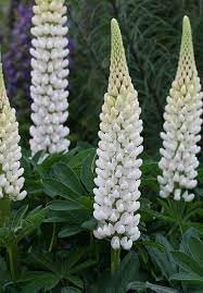 Lupinus Albus Flower Seeds for Planting - 100 pcs