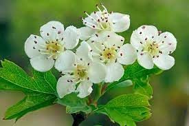 Monogyna Flower Seeds for Planting - 100 pcs