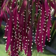 Red Mistletoe Cactus Rhipsalis Seeds for Planting-Heirloom & Non-GMO Seeds for planting for planting in home garden