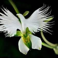 Non-GMO (Non-GMO scientific name) for planting in garden