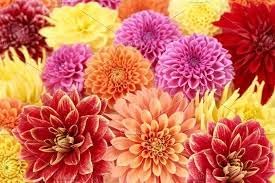 Marigold Flower Seeds for Planting ,Heirloom Seeds -100 pcs - Flower for planting in home garden