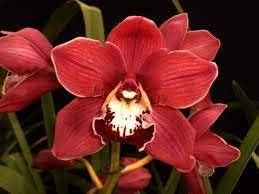 Red Cymbidium Orchid Seeds - Heirloom Non-GMO Planting Flower Seeds